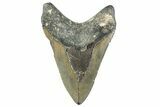 Fossil Megalodon Tooth - North Carolina #297287-2